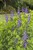 Blue false indigo thumbnail